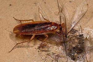 cucaracha de madera adulta comiendo una termita alada foto