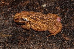 Sapo cururu adulto triturado de la especie rhinella diptycha foto