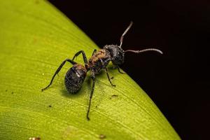 Adult Female Carpenter Ant photo