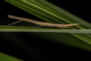 saltamontes palo neotropical foto