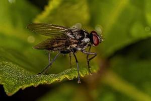 Adult Muscoid Fly photo