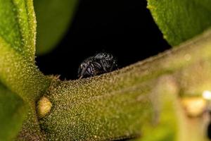 Small Jumping Spider photo