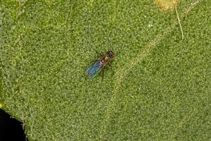 mosca de patas largas adulta foto