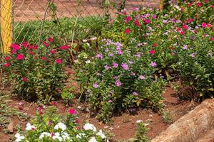 Pink Madagascar Periwinkle Flower photo