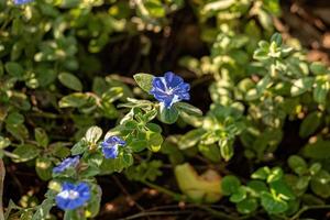 Small Flowering Plant photo