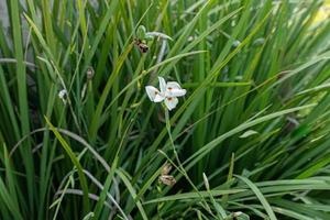 Small Fortnight Lily White Flower photo