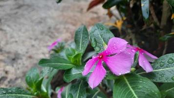 flores rosadas que no gustan a los mosquitos foto