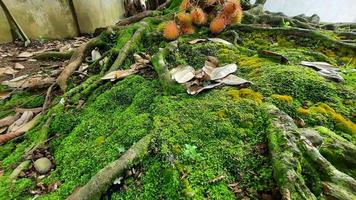 Green moss background in tropical forest 02 photo