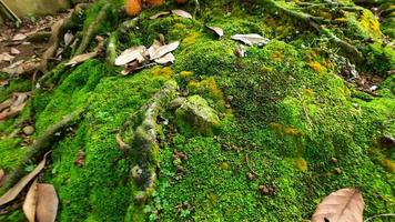 Green moss background in tropical forest 03 photo