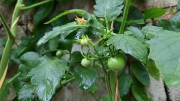 Cherry tomatoes that are still green on the tree photo