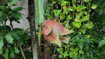 The dragon fruit on the tree that has started to turn red 04 photo