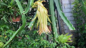 Dragon fruit flowers that have withered in the yard photo