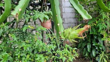 Dragon fruit that is still green and still growing photo