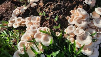 Such a beautiful mushroom with sunshine on a weathered tree 02 photo