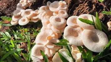 Such a beautiful mushroom with sunshine on a weathered tree 03 photo