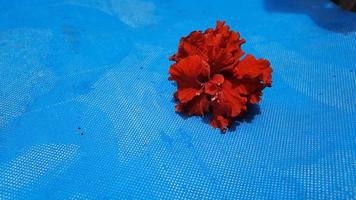 Beautiful red flowers on a blue background 01 photo