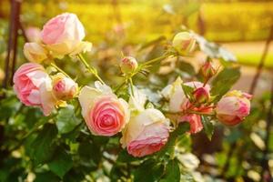Large bicolor light peach roses like peonies with double frill on a background photo