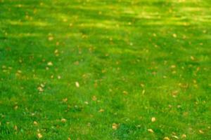 Autumn grass with fallen yellow leaves in sunset light. Autumn leaves on green photo