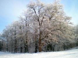 bosque de invierno diciembre de 2012 foto