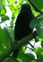 A singing starling sits on an apple tree branch photo