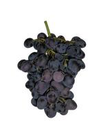 Bunch of blue grapes on a white background photo