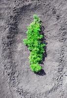 Parsley bush growing in the ground. South Ukraine photo