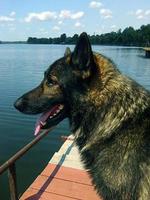 The dog on the river bridge photo