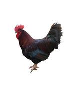 Cock on a white background photo