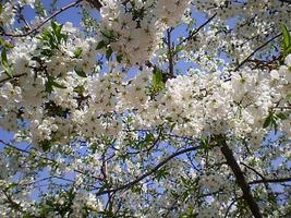 Flowering cherries in May 2011 in the garden photo