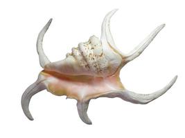 Crimean shell on a white background photo
