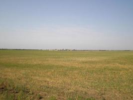 Green field in the steppes of the nearby coast of the Azov sea photo