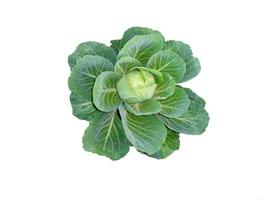 Green cabbage on a white background photo