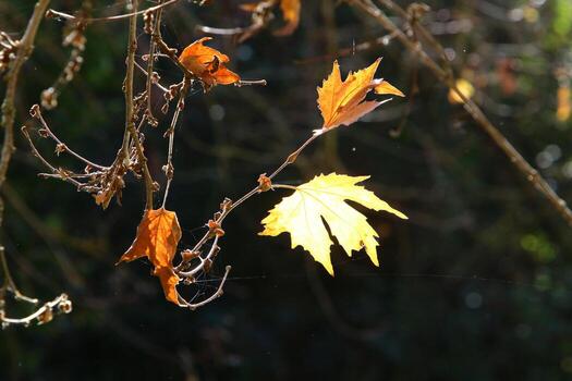 On the branches and leaves of trees spider webs of thin threads. photo