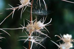 On the branches and leaves of trees spider webs of thin threads. photo