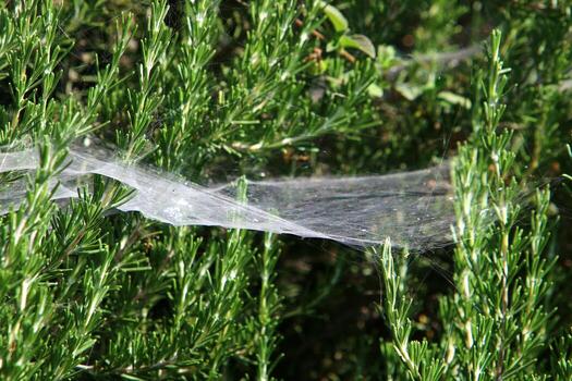 On the branches and leaves of trees spider webs of thin threads. photo
