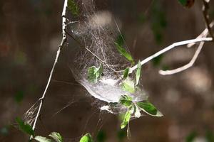 On the branches and leaves of trees spider webs of thin threads. photo