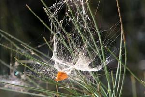 On the branches and leaves of trees spider webs of thin threads. photo