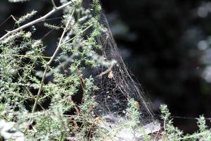 On the branches and leaves of trees spider webs of thin threads. photo