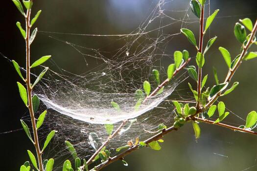 On the branches and leaves of trees spider webs of thin threads. photo