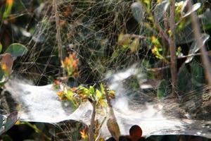 On the branches and leaves of trees spider webs of thin threads. photo