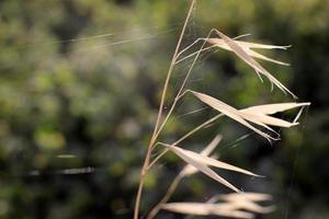 en las ramas y hojas de los árboles telas de araña de hilos delgados. foto