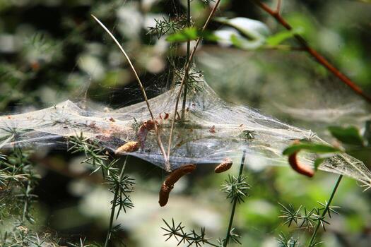 On the branches and leaves of trees spider webs of thin threads. photo