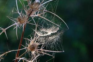 On the branches and leaves of trees spider webs of thin threads. photo