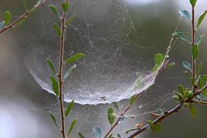 On the branches and leaves of trees spider webs of thin threads. photo