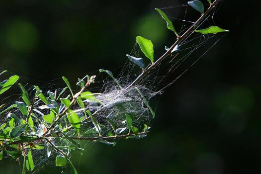 On the branches and leaves of trees spider webs of thin threads. photo
