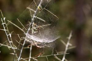 en las ramas y hojas de los árboles telas de araña de hilos delgados. foto