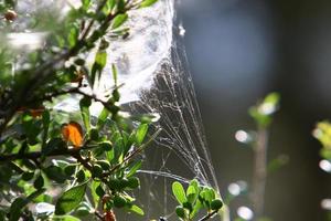 On the branches and leaves of trees spider webs of thin threads. photo