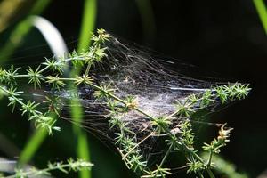 On the branches and leaves of trees spider webs of thin threads. photo