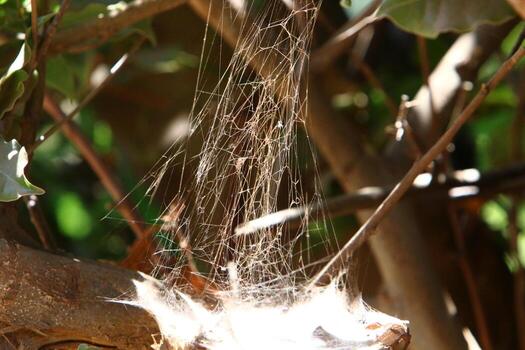 On the branches and leaves of trees spider webs of thin threads. photo