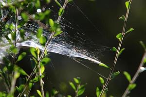 On the branches and leaves of trees spider webs of thin threads. photo